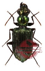 Catascopus sp. 9