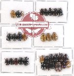 Scientific lot no. 130 Melolonthinae (Apogonia spp.) (32 pcs)