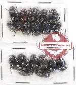 Scientific lot no. 122 Melolonthinae (Apogonia spp.) (18 pcs)