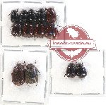 Scientific lot no. 132 Melolonthinae (Apogonia spp.) (14 pcs)