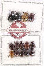 Scientific lot no. 128 Melolonthinae (14 pcs)