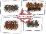 Scientific lot no. 131 Melolonthinae (20 pcs)