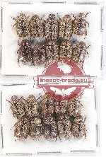 Scientific lot no. 110 Melolonthinae (Apogonia spp.) (20 pcs)