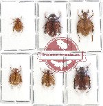 Scientific lot no. 110A Melolonthinae (6 pcs)