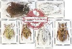 Scientific lot no. 108 Melolonthinae (6 pcs)