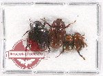 Scientific lot no. 108A Melolonthinae (4 pcs)