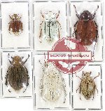 Scientific lot no. 109A Melolonthinae (6 pcs)