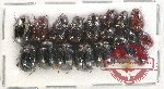 Scientific lot no. 126 Melolonthinae (Apogonia spp.) (18 pcs)