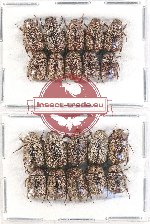 Scientific lot no. 111 Melolonthinae (Apogonia spp.) (20 pcs)