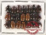 Scientific lot no. 124 Melolonthinae (Apogonia spp.) (21 pcs)