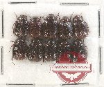 Scientific lot no. 121 Melolonthinae (Apogonia spp.) (10 pcs)