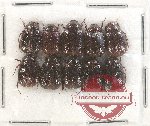 Scientific lot no. 121 Melolonthinae (Apogonia spp.) (10 pcs)