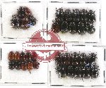 Scientific lot no. 116 Melolonthinae (Apogonia spp.) (35 pcs)