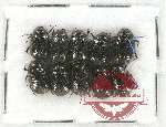 Scientific lot no. 119 Melolonthinae (Apogonia spp.) (10 pcs)