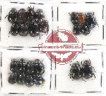 Scientific lot no. 112 Melolonthinae (Apogonia spp.) (23 pcs)