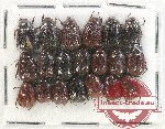 Scientific lot no. 118 Melolonthinae (Apogonia spp.) (20 pcs)