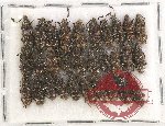 Scientific lot no. 88 Anthribidae (Eucorynus crassicornis) (30 pcs)