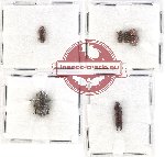 Scientific lot no. 117 Scolytidae (6 pcs)