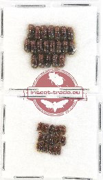 Scientific lot no. 129 Scolytidae (40 pcs)