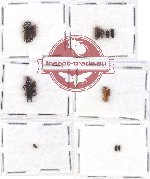 Scientific lot no. 122 Scolytidae (13 pcs)