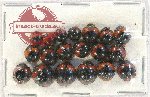 Scientific lot no. 78 Coccinelidae (19 pcs)