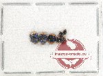 Scientific lot no. 80 Coccinelidae (7 pcs)