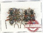 Scientific lot no. 98 Cleridae (4 pcs A2)