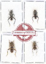 Scientific lot no. 97A Cleridae (4 pcs)