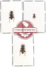 Scientific lot no. 102 Cleridae (3 pcs)