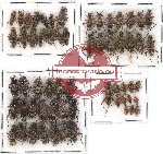 Scientific lot no. 101 Cleridae (60 pcs)