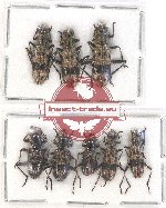 Scientific lot no. 108 Cleridae (8 pcs - 3 pcs A2)