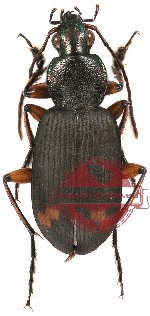 Chlaenius (Lissauchenius) flaviguttatus MacLeay, 1825