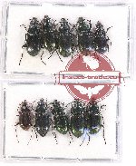 Scientific lot no. 449 Carabidae (10 pcs)