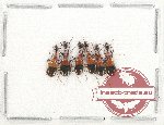 Scientific lot no. 466 Carabidae (6 pcs)