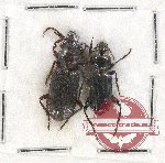 Scientific lot no. 457 Carabidae (2 pcs)