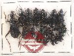 Scientific lot no. 455 Carabidae (18 pcs)