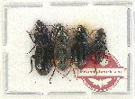 Scientific lot no. 434 Carabidae (4 pcs)