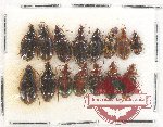 Scientific lot no. 456 Carabidae (15 pcs)