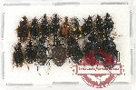 Scientific lot no. 467 Carabidae (16 pcs)