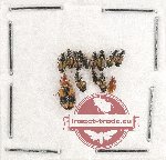 Scientific lot no. 461 Carabidae (13 pcs)