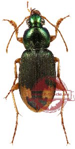 Chlaenius (Pachydinodes) hamifer Chaudoir, 1856