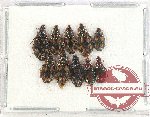 Scientific lot no. 451 Carabidae (10 pcs)