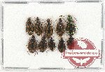 Scientific lot no. 445 Carabidae (10 pcs)