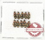 Scientific lot no. 438 Carabidae (10 pcs)