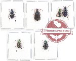 Scientific lot no. 446 Carabidae (Pericalus sp.) (6 pcs - 4 pcs A2)