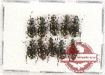 Scientific lot no. 444 Carabidae (10 pcs)