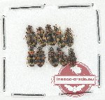 Scientific lot no. 441 Carabidae (10 pcs)