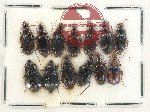 Scientific lot no. 462 Carabidae (13 pcs)