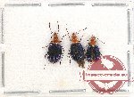 Scientific lot no. 447 Carabidae (3 pcs A2)