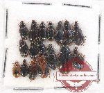 Scientific lot no. 436 Carabidae (17 pcs)